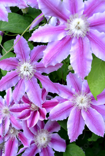 climbing plant Clematis lanuginosa is able to climb the wire up to 2m in height it is roatlina from china flowers 8cm big white pink with yellow center purple leaves green photo