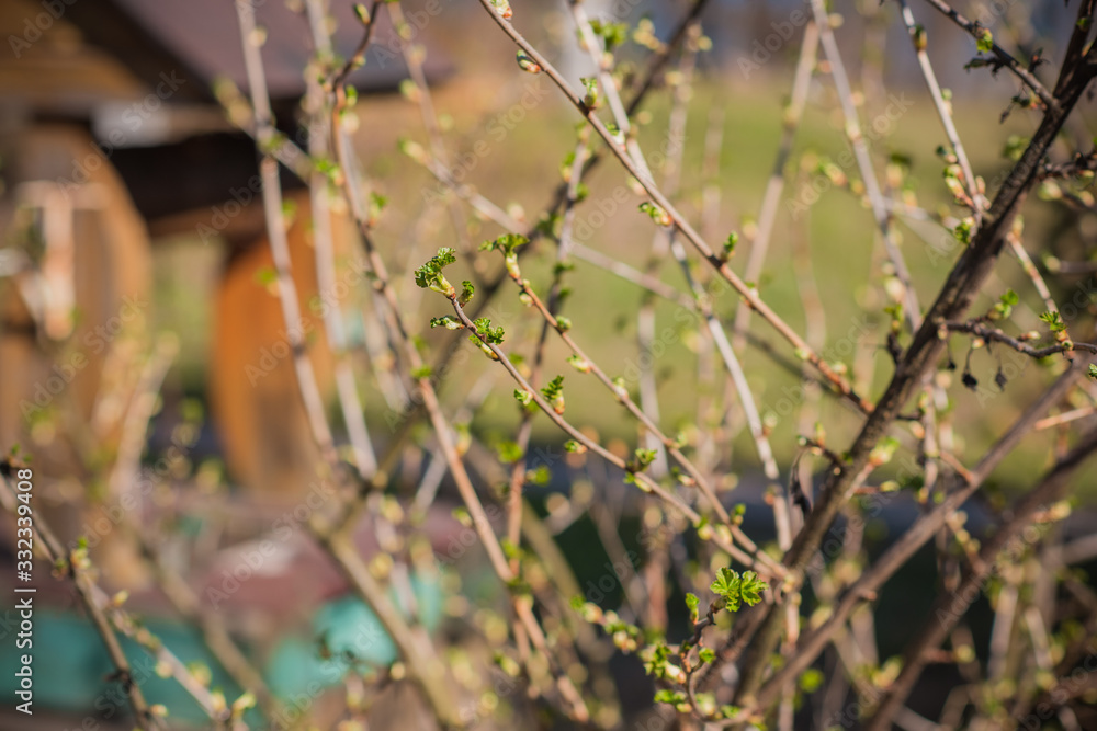 Early spring currant bush in garden. Gardening concept Early spring currant bush in garden. Gardening concept