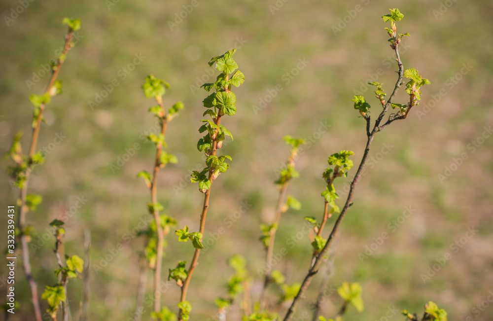 Early spring currant bush in garden. Gardening concept Early spring currant bush in garden. Gardening concept