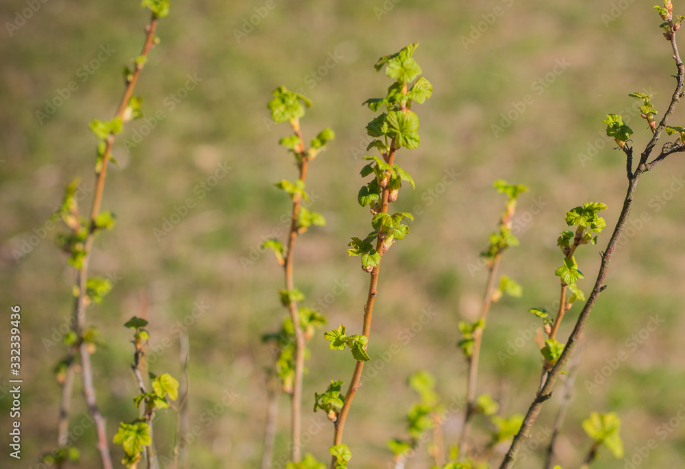 Early spring currant bush in garden. Gardening concept Early spring currant bush in garden. Gardening concept