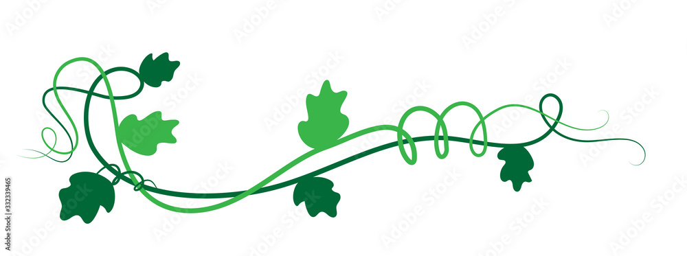 Elemento floreale decorativo verde, ramo con foglie di edera - obrazy, fototapety, plakaty 