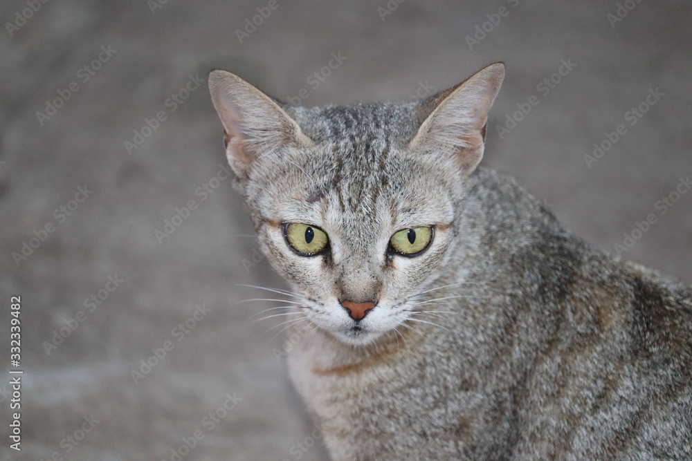 THIS IS A PHOTO OF WILD CAT