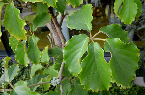 Tetrastigma voinierianum Strong diffused light, not direct sunlight. Temperature all year round room and higher. It is a creeper that grows very intensively and needs truly solid support. photo