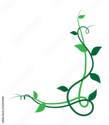Elemento floreale decorativo verde, ramo con foglie di edera