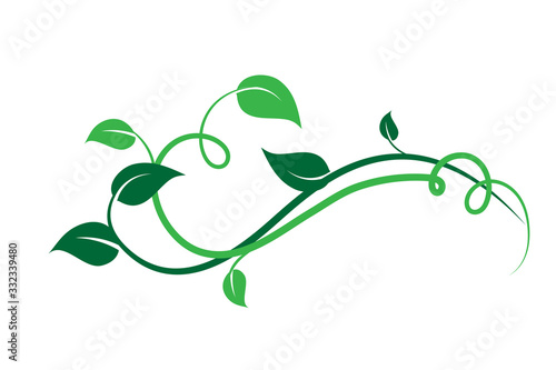Elemento floreale decorativo verde, ramo con foglie di edera photo