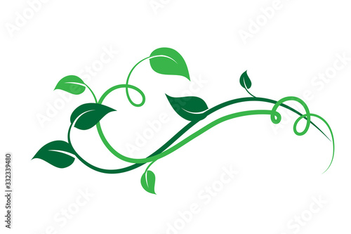 Elemento floreale decorativo verde, ramo con foglie di edera