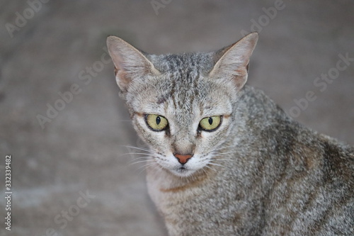 THIS IS A PHOTO OF WILD CAT © iamshankarofficial