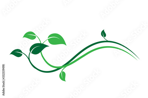 Elemento floreale decorativo verde, ramo con foglie di edera, liana