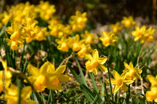 이른 봄날의 노란 꽃