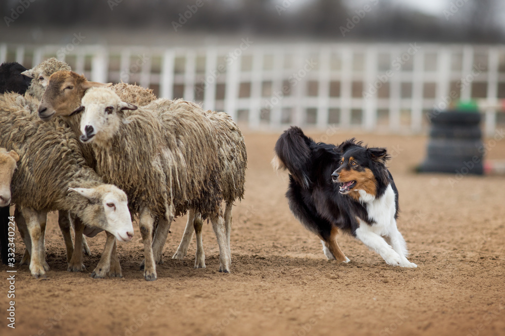 Obraz premium Australian Shepherd Grazing Sheep