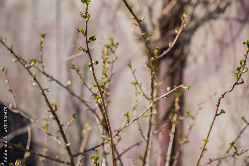 Early spring currant bush in garden. Gardening concept Early spring currant bush in garden. Gardening concept