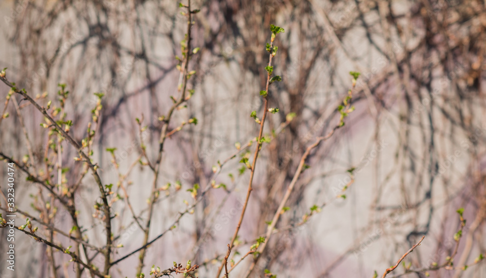 Early spring currant bush in garden. Gardening concept Early spring currant bush in garden. Gardening concept