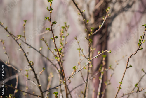 Early spring currant bush in garden. Gardening concept © T.Den_Team