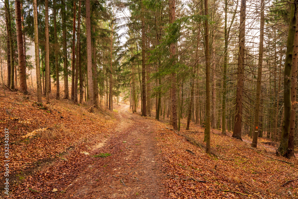 Fototapeta premium a journey through the forest after winter where a lot of leaves remained after autumn