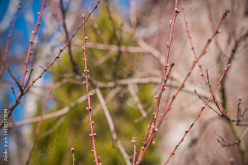 Early spring peach tree in garden. Gardening concept  © T.Den_Team