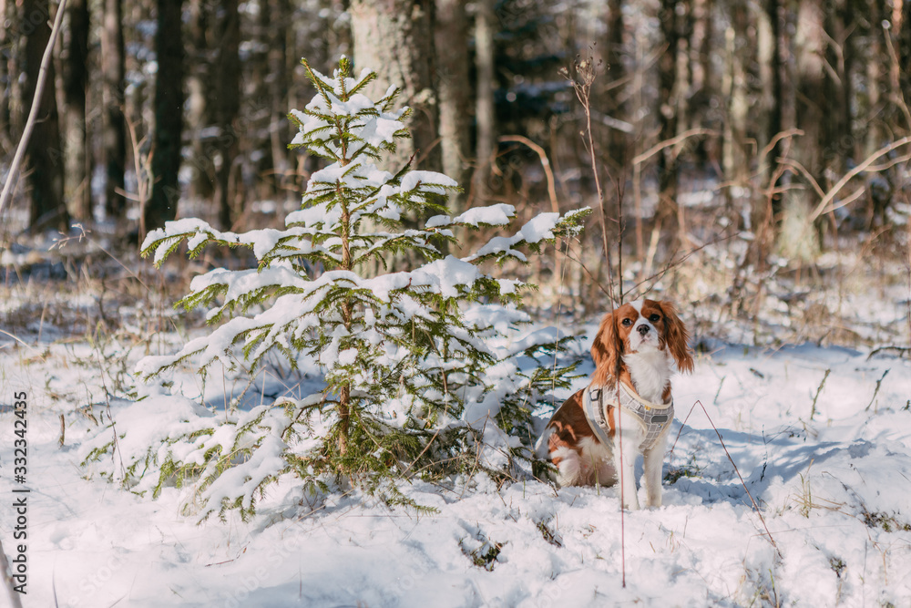 A cute white and brown king charles spaniel, standing in a snow covered woodland setting. Plays with the snow.