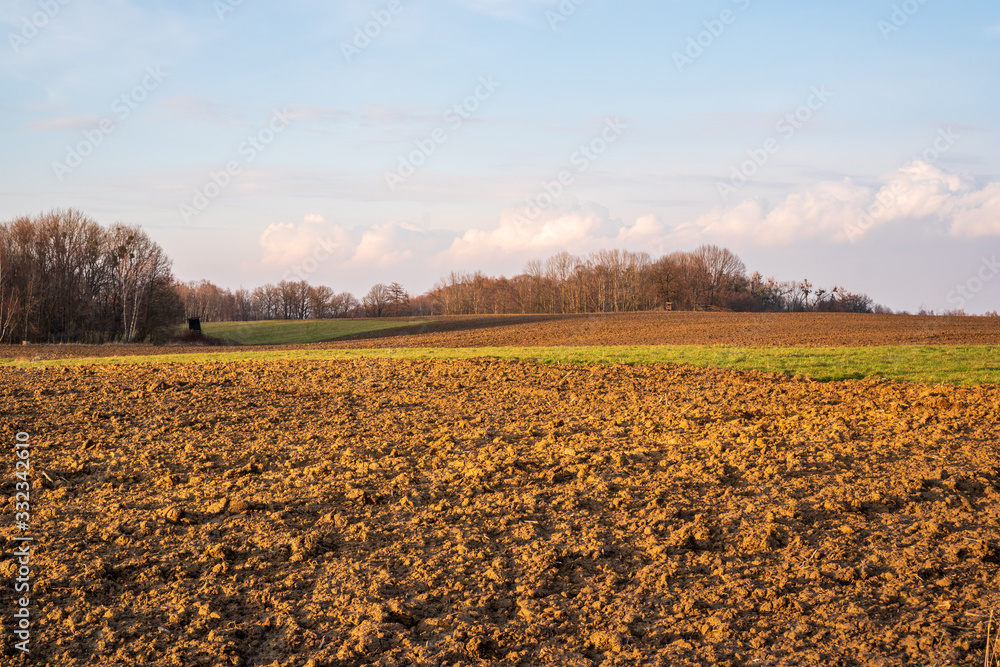 Plowed field with alley of birches at sunset with beautiful sky Plowed field with alley of birches at sunset with beautiful sky