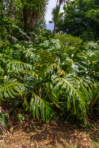 Big green leaf in Auckland, New Zealand