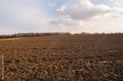 Plowed field with alley of birches at sunset with beautiful sky