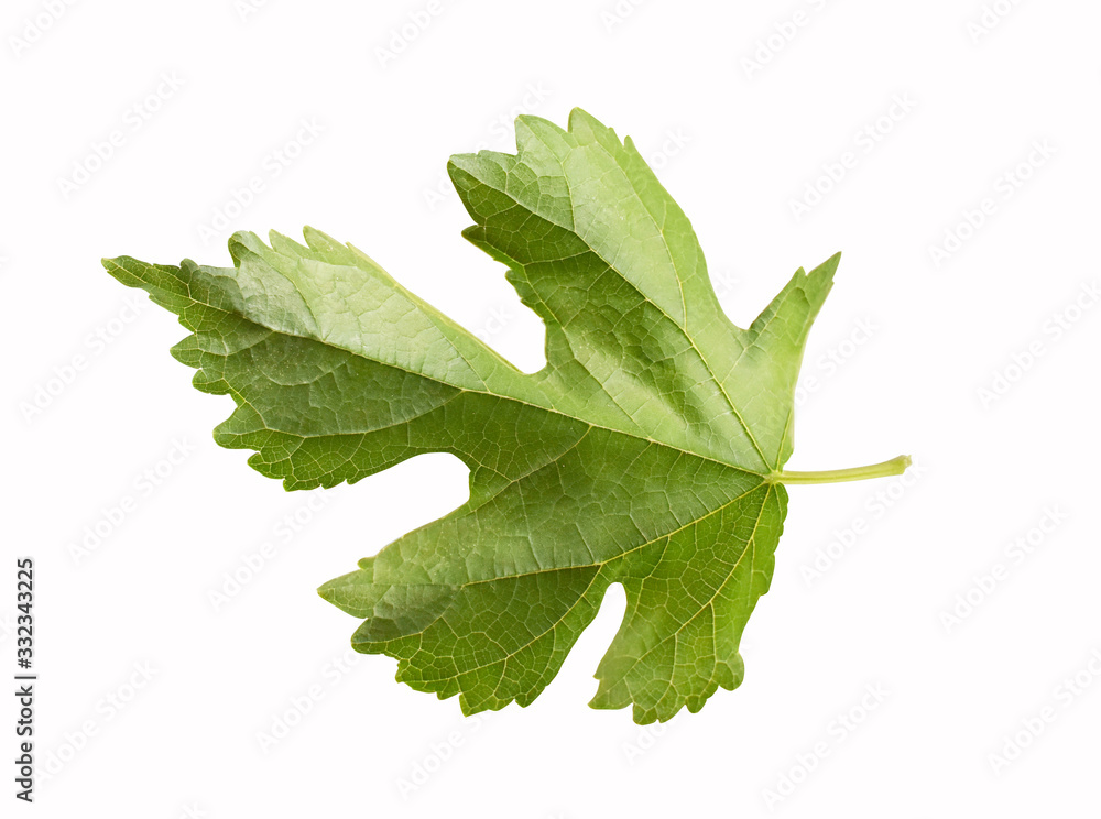fresh mint leaves isolated on white background fresh mint leaves isolated on white background