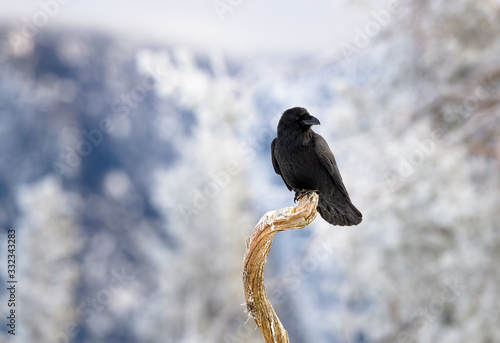 Raven (common raven) in winter photo