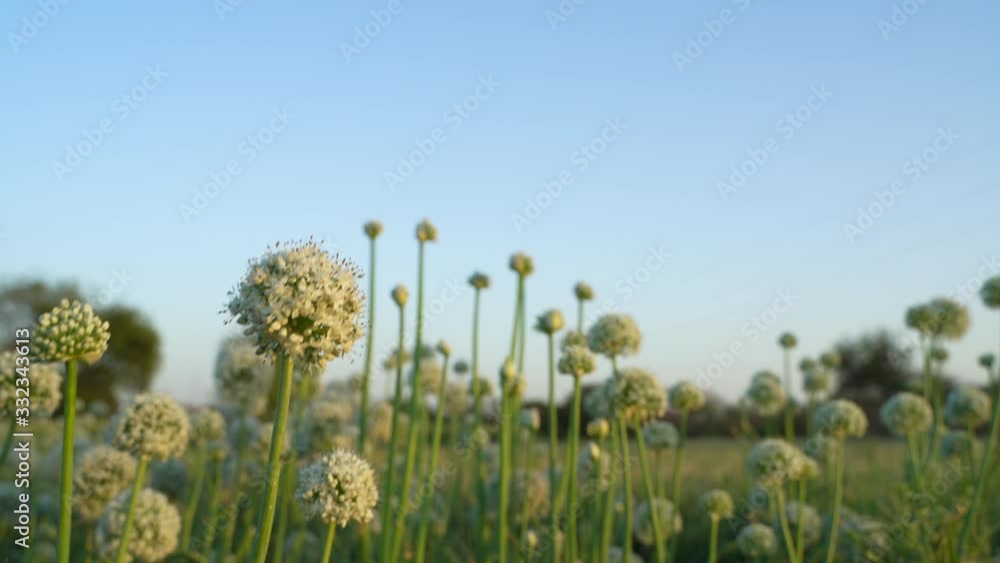 Onion flower row in onion plantation field 