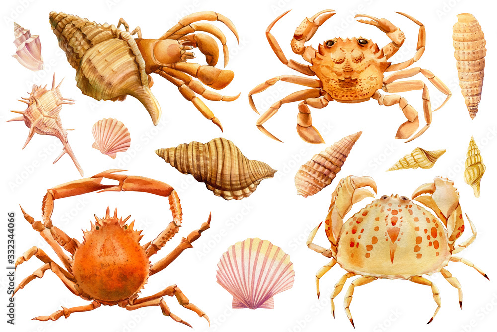 Obraz premium Watercolor set of seashells, crab, starfish on an isolated white background, hand drawing, summer sea clipart
