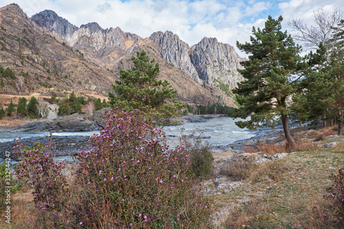 Rhododendron dauricum bushes with flowers (popular names bagulnik, maralnik) with altai river Katun on background.