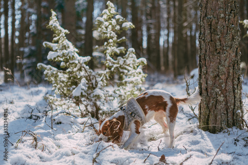 Fototapeta Naklejka Na Ścianę i Meble -  A cute white and brown king charles spaniel, standing in a snow covered woodland setting. Plays with the snow.