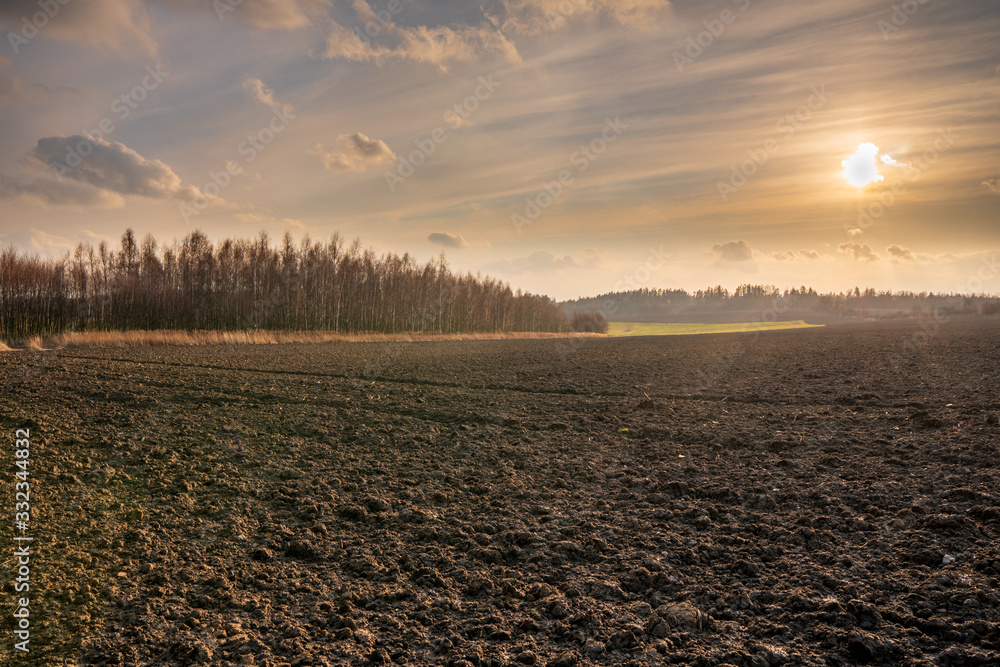 Plowed field with alley of birch trees at sunset with beautiful sky