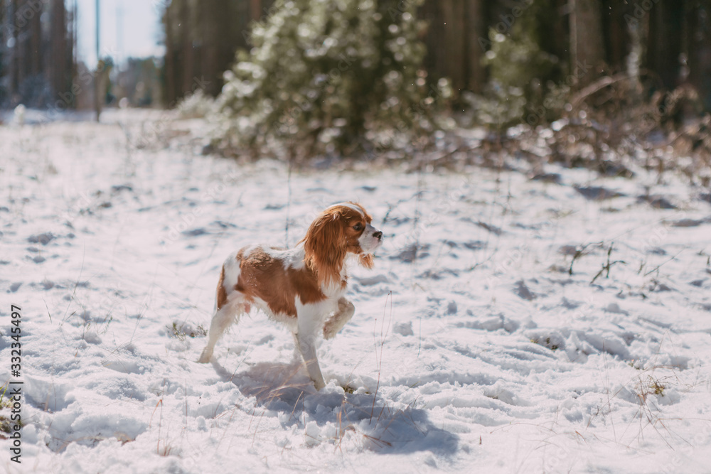A cute white and brown king charles spaniel, standing in a snow covered woodland setting. Plays with the snow. A cute white and brown king charles spaniel, standing in a snow covered woodland setting. Plays with the snow.