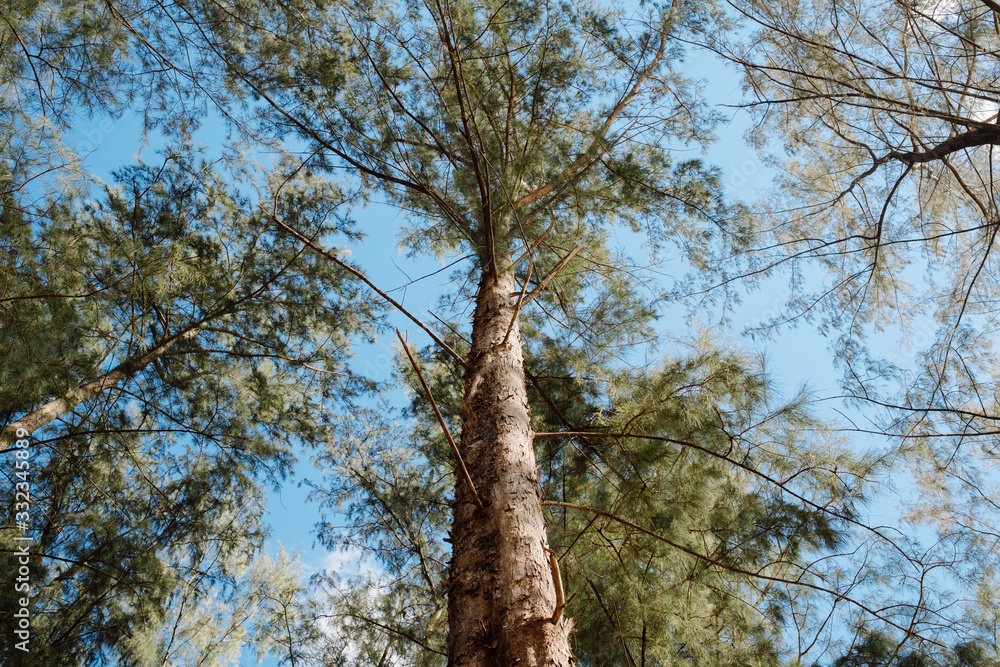 Fototapeta premium Tall pine tree and clear sky in Phuket, Thailand