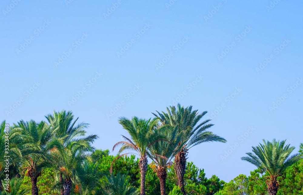 Fototapeta premium Palm trees at tropical coast