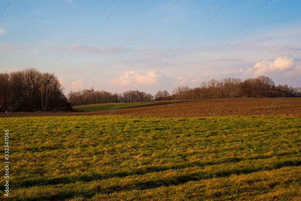 The birch alley behind the plowed field beautifully illuminated at sunset The birch alley behind the plowed field beautifully illuminated at sunset