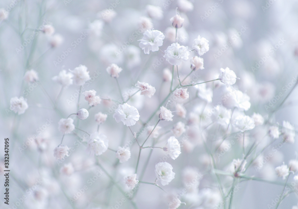 Baby's breath gypsophila flowers close-up, background. Baby's breath gypsophila flowers close-up, background.