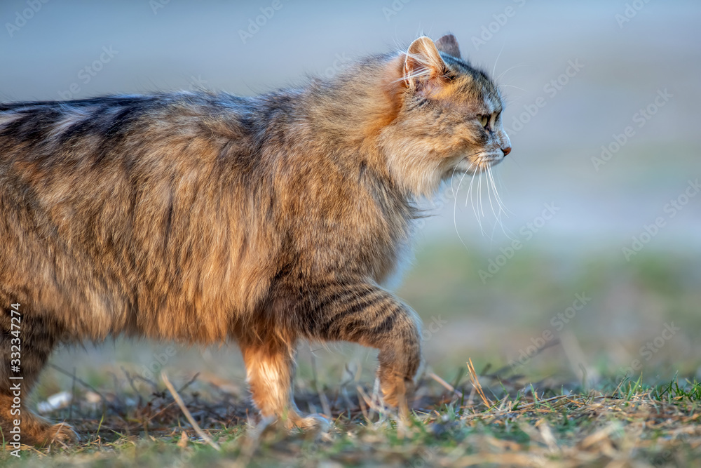 Fototapeta premium Fluffy cat with long fur sitting in a grass