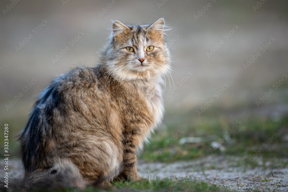 Fluffy cat with long fur sitting in a grass