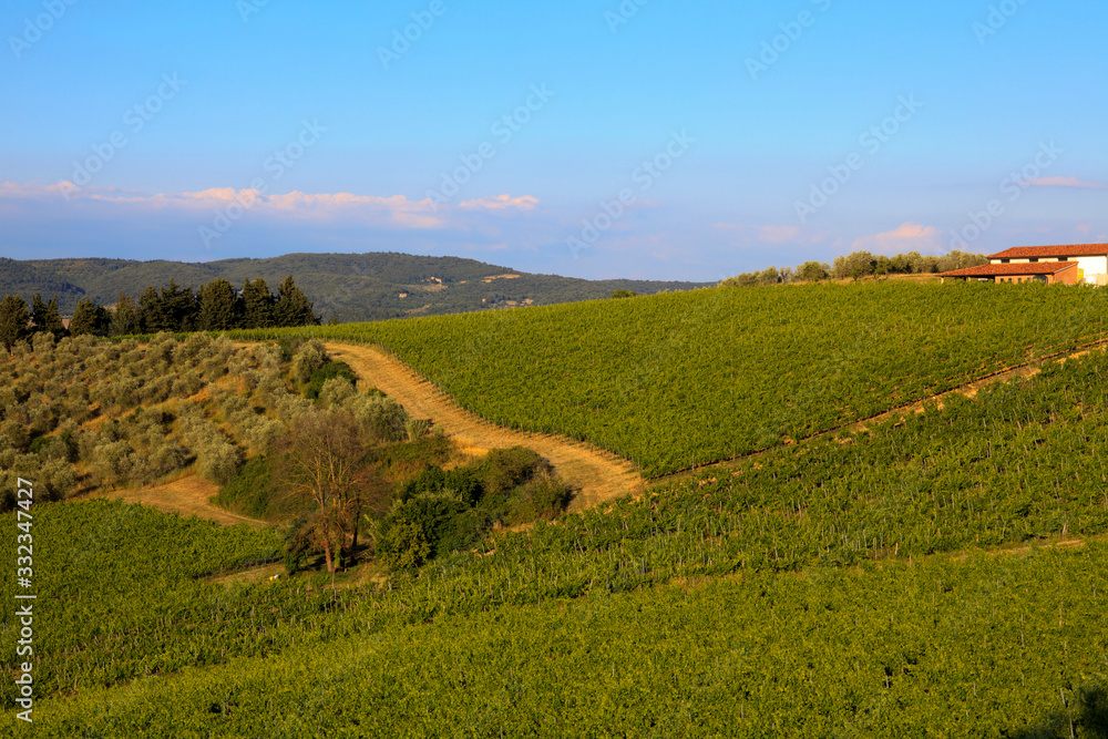 Tavarnelle Val di Pesa (FI),  Italy - April 21, 2017: Chianti vineyards, wine grapes growing in Tavarnelle Val Di Pesa, Chianti Region, Tuscany, Italy