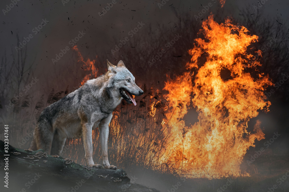Wolf on a background of burning forest