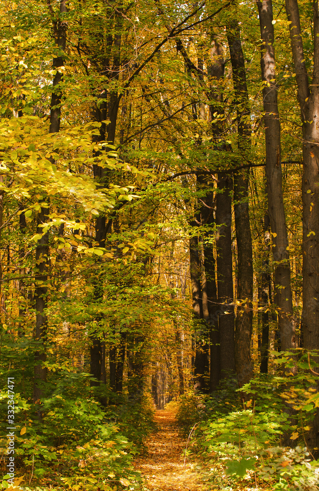Obraz premium path in the autumn park