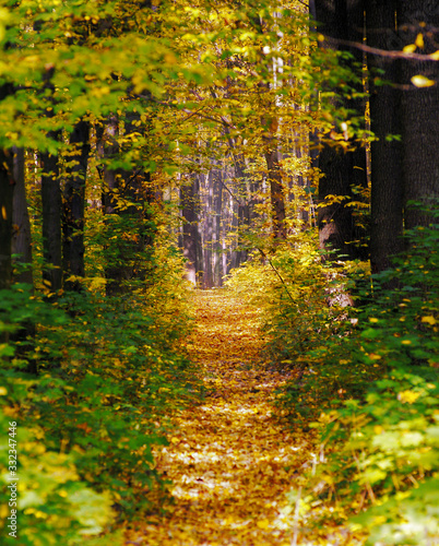 path in the autumn park