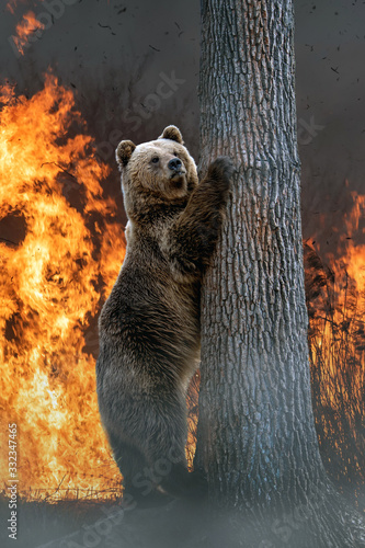 Bear on a background of burning forest