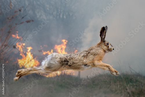 Photography Hare on a background of burning forest