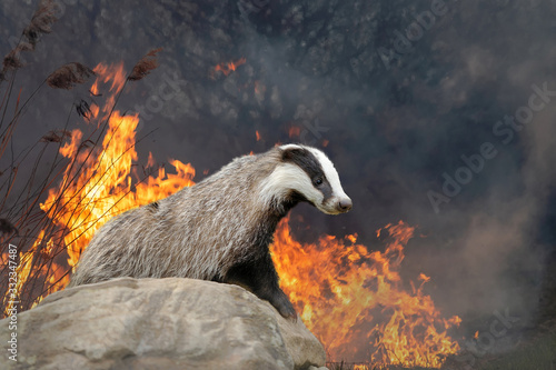 Fototapeta Badger on a background of burning forest