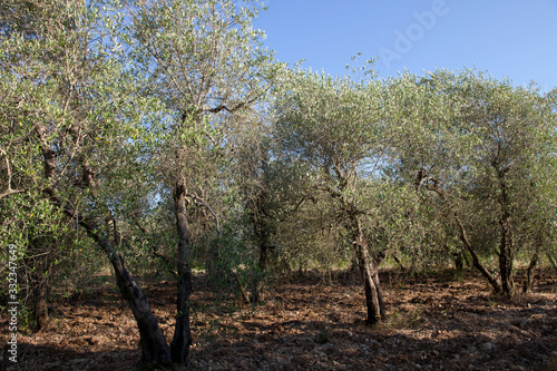 Tavarnelle Val di Pesa (FI), Italy - April 21, 2017: Olive trees in Tavarnelle Val Di Pesa, Chianti Region, Tuscany, Italy