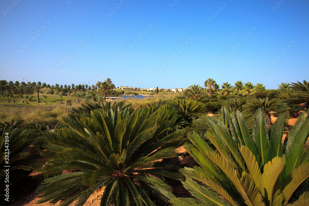 Ses Salines, Majorca / Spain - August 22, 2016: Cactus garden at island Majorca, Botanicactus garden, Jardi­n Botanico, Ses Salines, Mallorca, Balearic Islands, Spain.