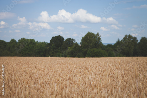 Ears of wheat in the field. Rye ripens in a rural meadow. Agriculture concept. A rich harvest of wheat. Toning
