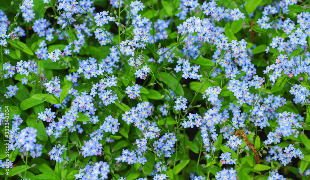 Little blue forget-me-not flowers on spring meadow Little blue forget-me-not flowers on spring meadow