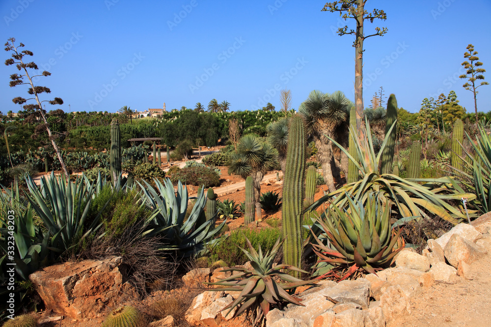 Ses Salines, Majorca / Spain - August 22, 2016: Cactus garden at island Majorca, Botanicactus garden, Jardin Botanico, Ses Salines, Mallorca, Balearic Islands, Spain. Ses Salines, Majorca / Spain - August 22, 2016: Cactus garden at island Majorca, Botanicactus garden, Jardin Botanico, Ses Salines, Mallorca, Balearic Islands, Spain.