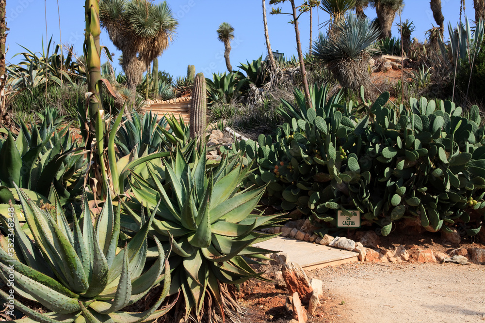 Fototapeta premium Ses Salines, Majorca / Spain - August 22, 2016: Cactus garden at island Majorca, Botanicactus garden, Jardi­n Botanico, Ses Salines, Mallorca, Balearic Islands, Spain.